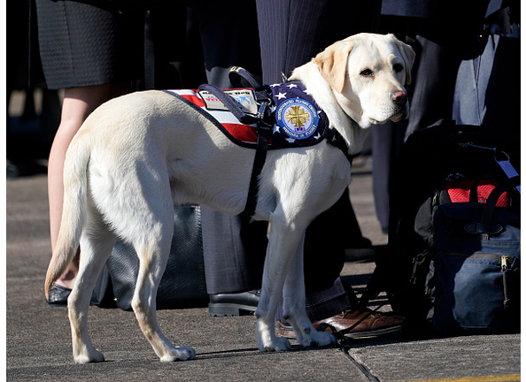 Community Helps Boy With Autism Get Service Dog