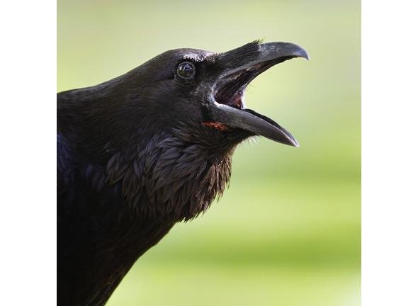 Ravens Can Talk