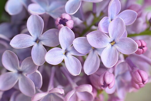 Lilac Festival Armed Forces Torchlight Parade postponed until Summer
