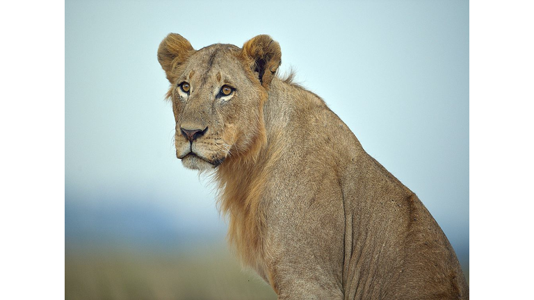 KENYA-CONSERVATION-WILDLIFE-LION