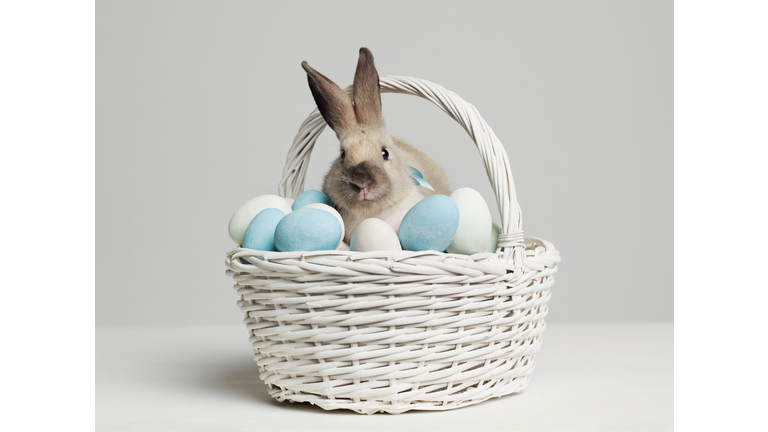 Rabbit amongst coloured eggs in basket, studio shot