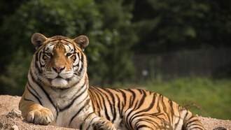 A Tiger at the Bronx Zoo has Tested Positive for COVID-19