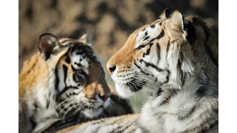 Wild Animal Sanctuary In Colorado Home To Almost 40 Tigers From Wildly Popular Documentary Of Joe Exotic "Tiger King"