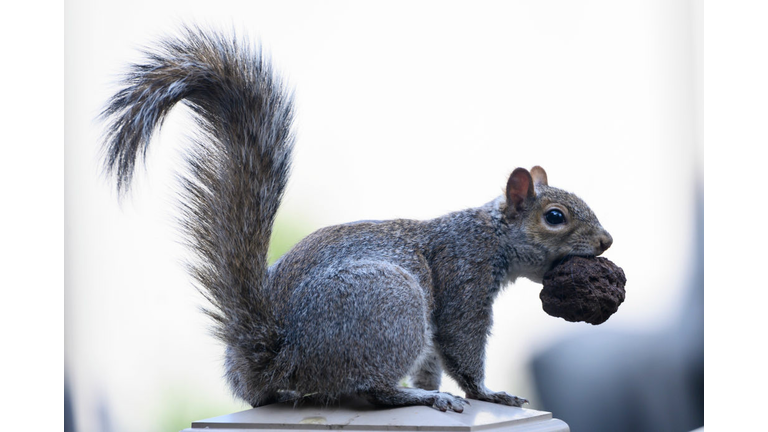 TOPSHOT-US-ANIMAL-SQUIRREL