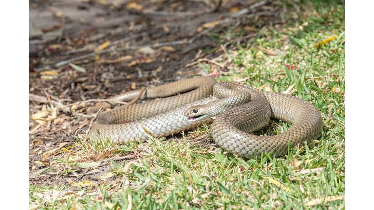 Eastern Brown snake