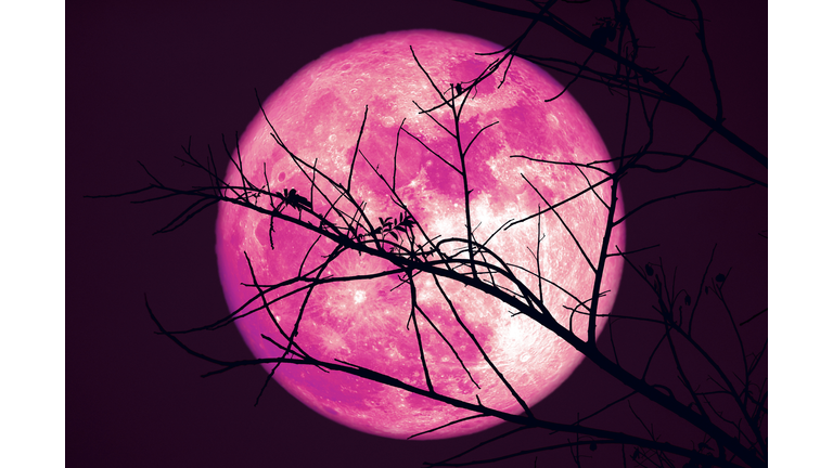 Super Pink Beaver Moon on dark sky and silhouette dry tree at the night