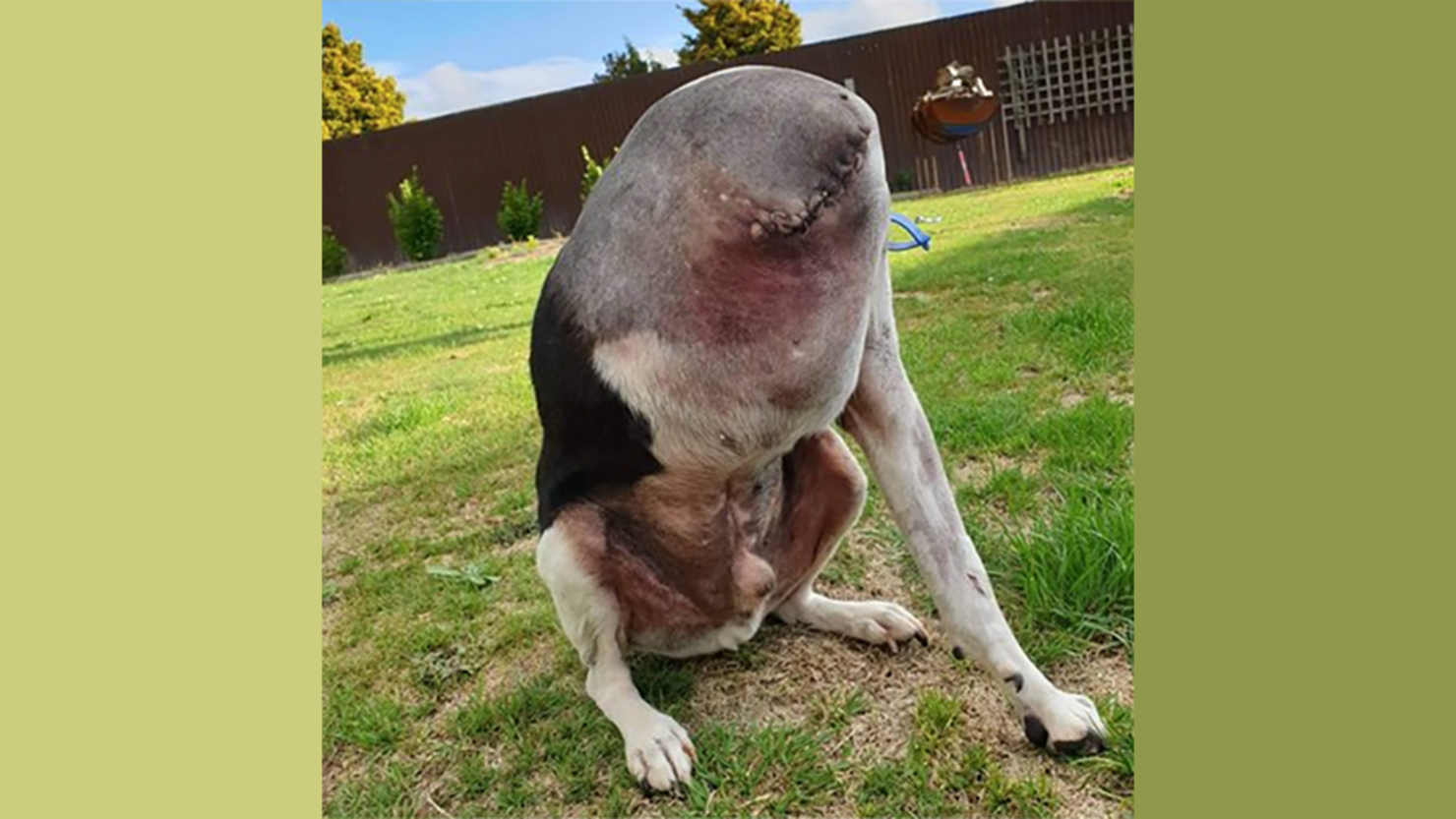 This Innocent Dog Photo Is Confusing People Because It Looks Very Wrong |  iHeart