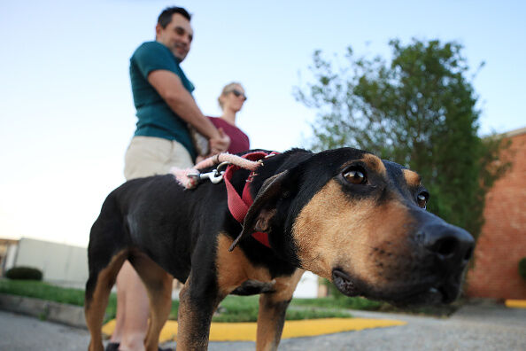 Pet Fostering And Adoptions Rise During Coronavirus Outbreak