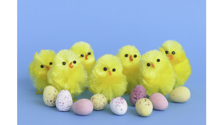 Easter chicks