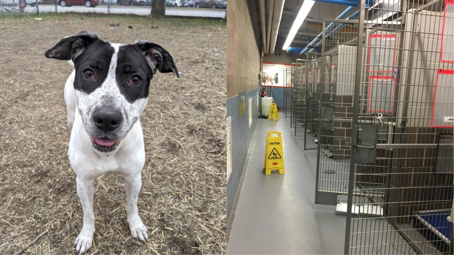 Chicago animal shelter officially out of adoptable dogs for first time ...