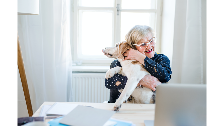 An active senior woman with a dog working in home office, looking at and using laptop.