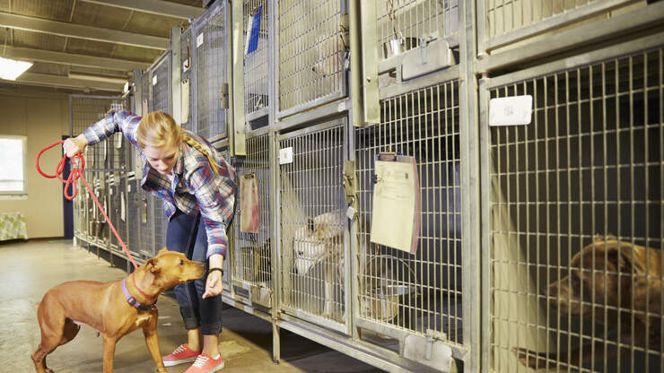 Animal Shelter Shows Off Empty Kennel For First Time In History | 1290