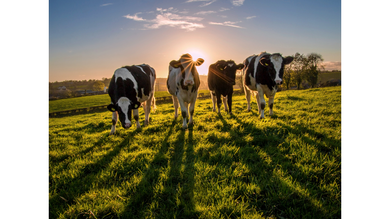 Heifers at sunset