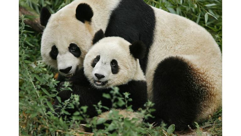 National Zoo's Baby Panda Beats The Odds
