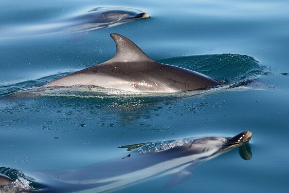 FRANCE-ANIMAL-DOLPHIN