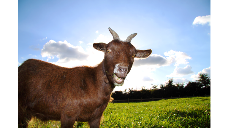 A cute farm pigmy goat pulls a fun expression