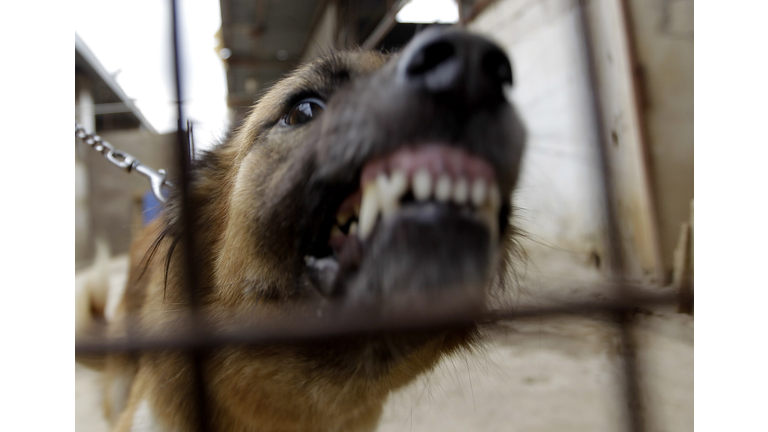 A worker holds back a raging dog in his