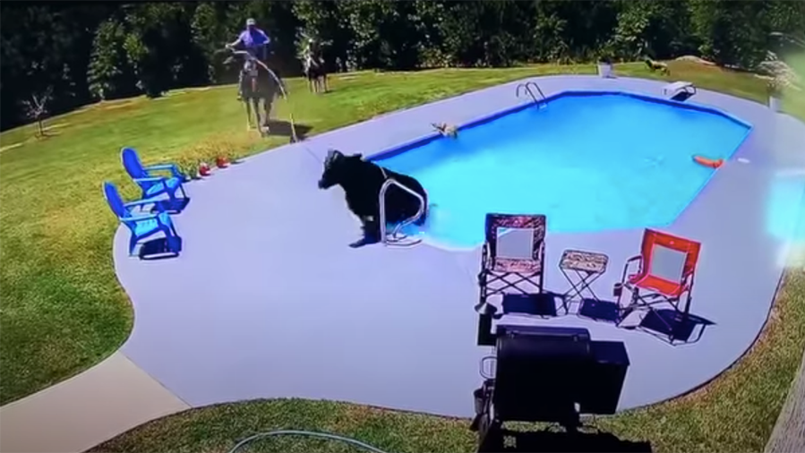 Crazy Video Has Dogs Chasing Cow Into Pool, Cowboys, Hysterical Commentary - Thumbnail Image