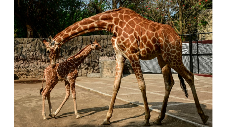 Mama & baby Giraffes