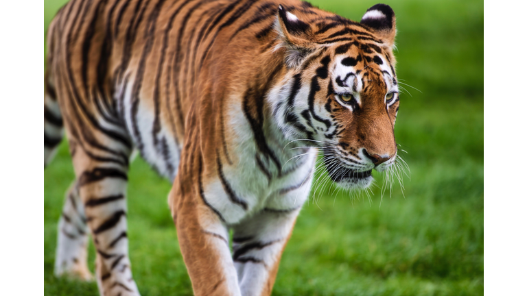 Tiger Standing On Field