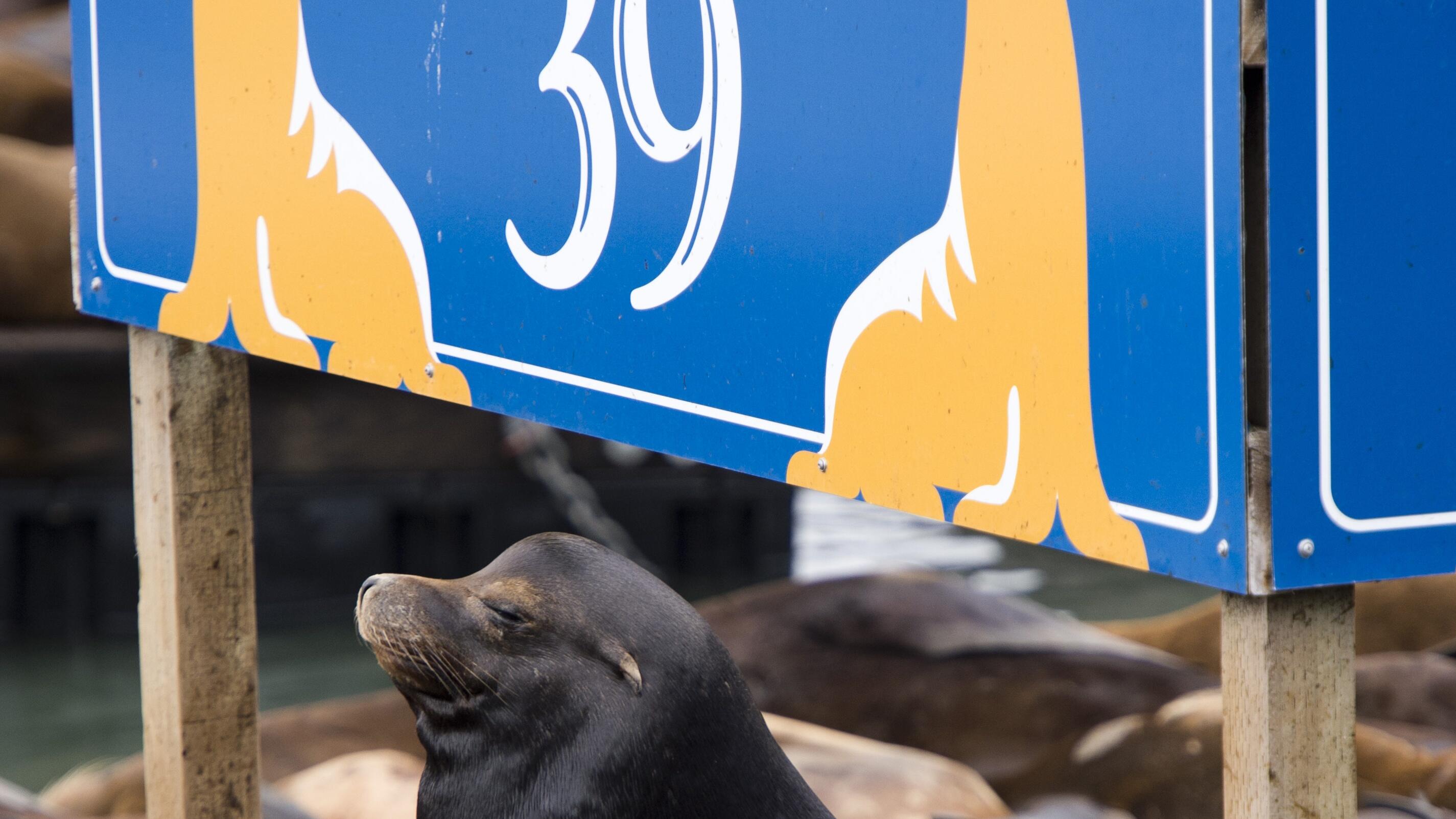 Liz in San Francisco: Pier 39 Sea Lions' Welcome Home and 20th Anniversary  Party