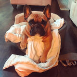 Photo of Hoss The Boss