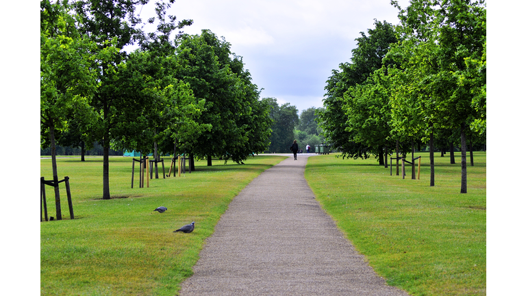 Trees In Park Against Sky