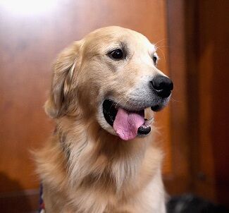 American Kennel Club Presents The Nation's Most Popular Breeds Of 2015