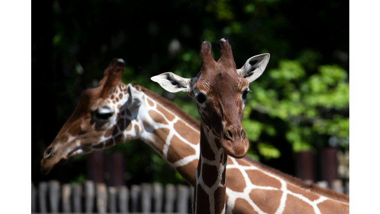 ITALY-HEALTH-VIRUS-ZOO