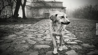 Music Legends & Management / Past Lives of Pets