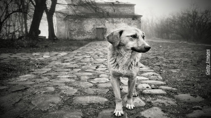 Music Legends & Management / Past Lives of Pets