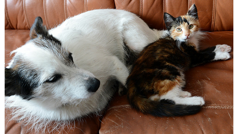 Photo JANEK SKARZYNSKI / Stringer - ANIMALS-CAT-DOG