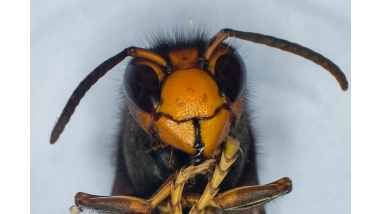 FRANCE-RESEARCH-SCIENCES-BEEKEEPING-ASIAN-HORNET