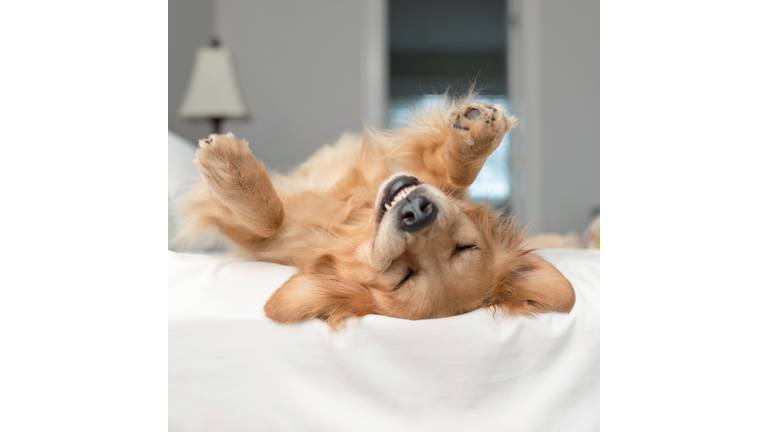 Golden retriever dog rolling around on a bed