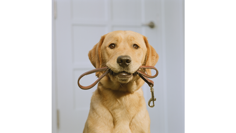 Golden Labrador holding leash in mouth