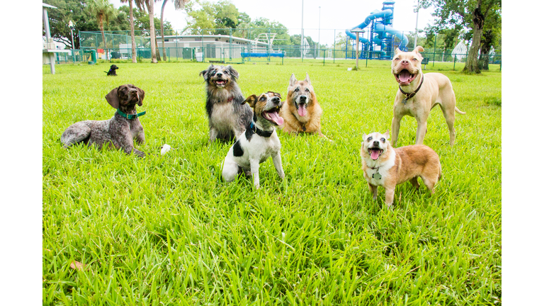 Six dogs in a dog park, United States