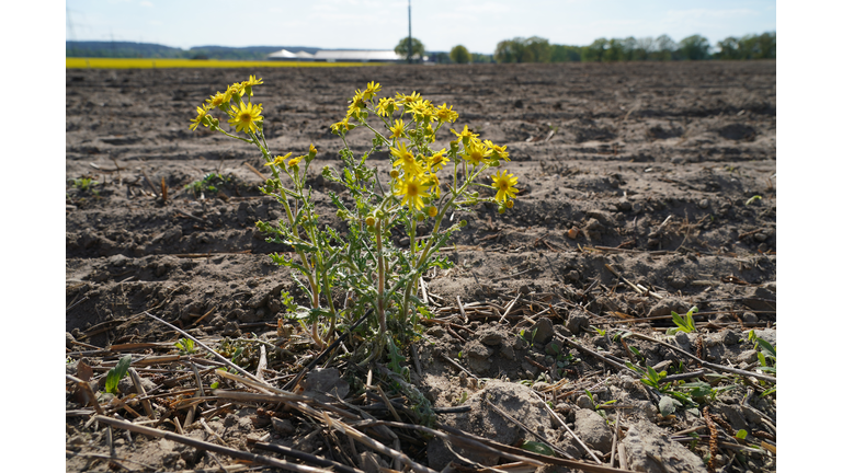 Farmers Fear Possible Drought As Rain Remains Scarce