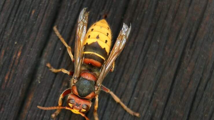 WATCH: Coyote Peterson Let's "Murder Hornet" Sting Him | 96.1 The