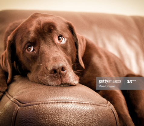 Chocolate Lab