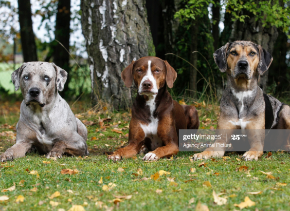 Catahoula Leopard Dogs