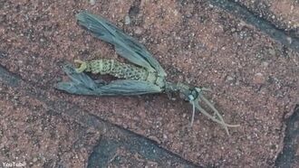 Video: Bizarre Bug Baffles Georgia Woman