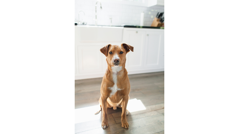 Front view of tan coloured dog sitting in kitchen looking at camera