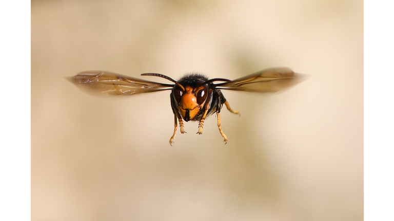 TOPSHOT-FRANCE-NATURE-INSECT-FEATURE