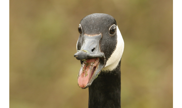 A head shot of a Canada Goose (Branta canadensis) with its beak open and its tongue sticking out.