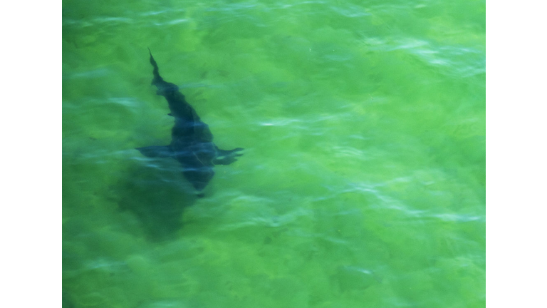 US-SHARK-ENVIRONMENT-LIFESTYLE