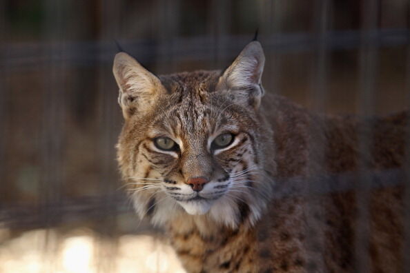 Animal Sanctuary Rescues And Shelters Abused And Abandoned Wildlife