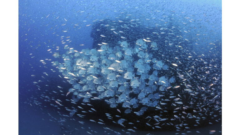 Atlantic Spadefish and baitfish school against the wreck of USCG Cutter Spar, part of the Artifical Reef Program off the coast of North Carolina.