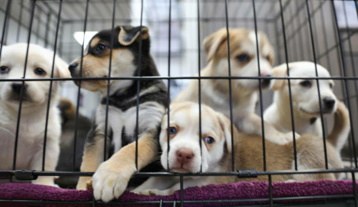 animal-shelter-proposal-free-essay-example