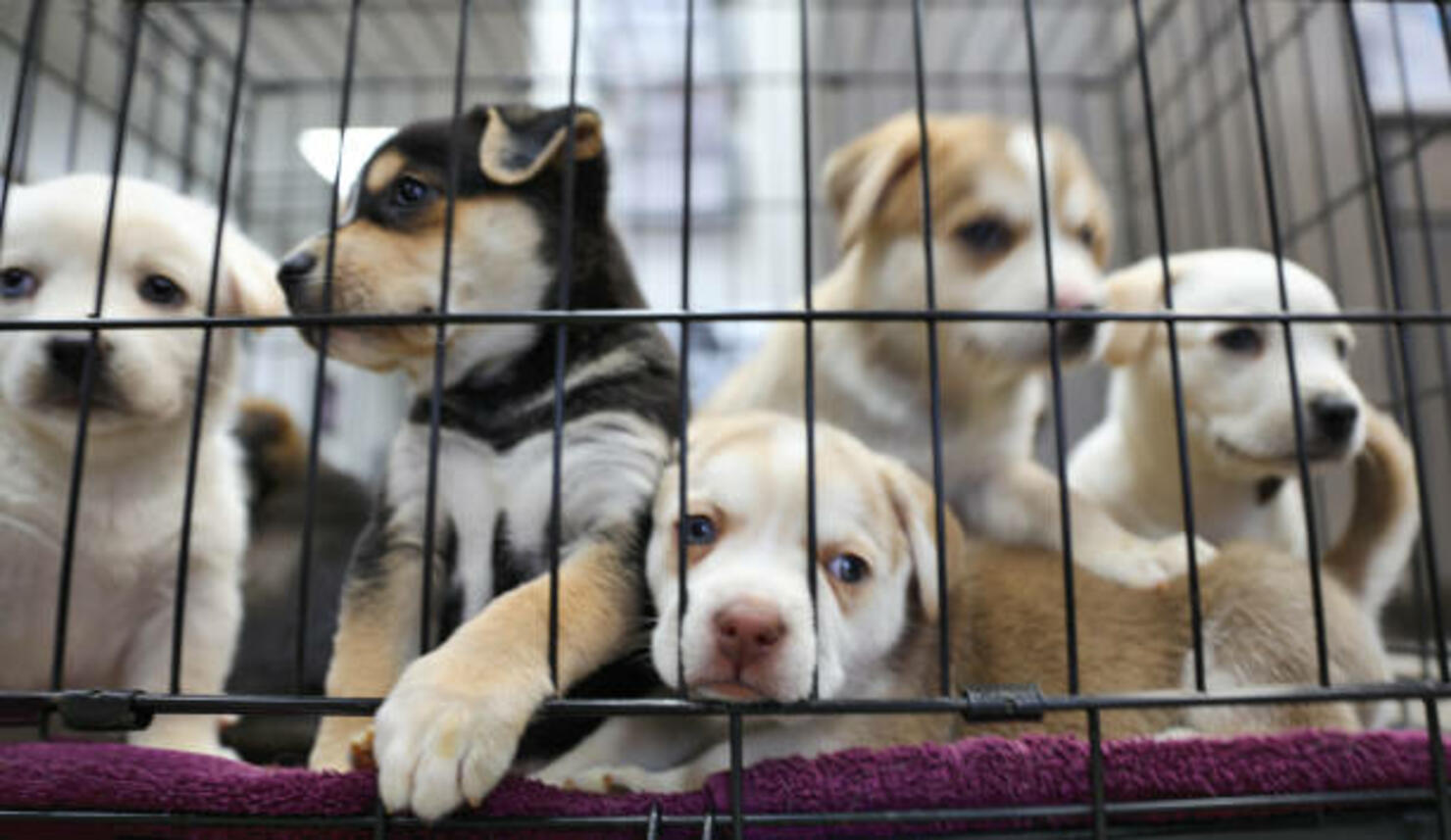 all-6-los-angeles-animal-shelters-reach-capacity-desperate-for