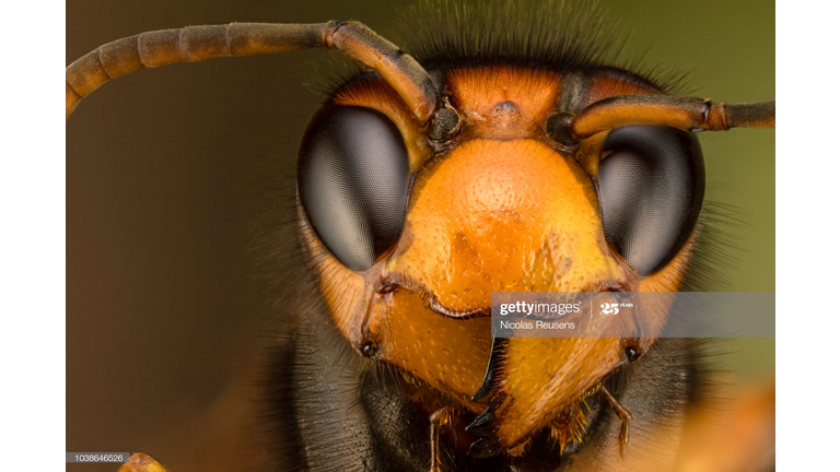 INVASIVE SPECIES WATCH ALERT...THE ASIAN GIANT HORNET!